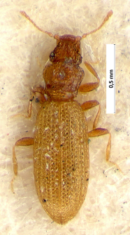 Dienerella filum (Aubé, 1850)