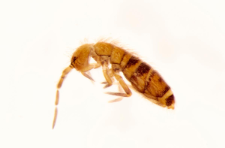 Orchesella bifasciata