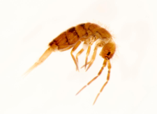 Orchesella bifasciata