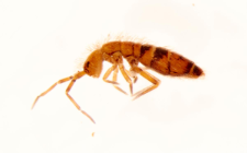 Orchesella bifasciata