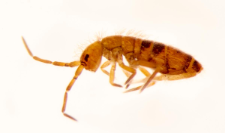 Orchesella bifasciata