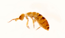 Orchesella bifasciata