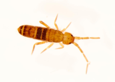 Orchesella bifasciata