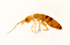 Orchesella bifasciata