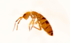 Orchesella bifasciata