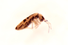 Orchesella albifasciata