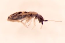 Orchesella albifasciata