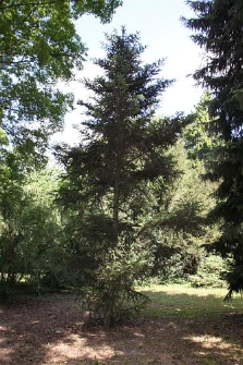Picea torano (Siebold ex K.Koch) Koehne