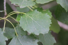 Populus ×canescens (Aiton) Sm.