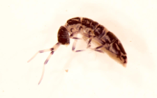 Orchesella cincta