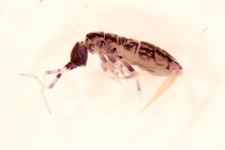 Orchesella cincta