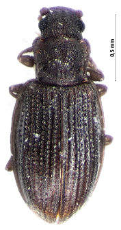 Latridius minutus (Linnaeus, 1767)