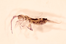 Orchesella dorsalis