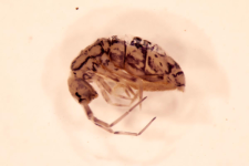 Orchesella dorsalis