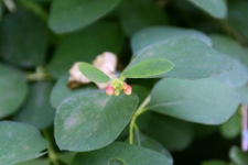 Symphoricarpos albus (L.) S.F. Blake