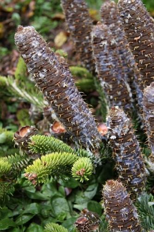 Abies cephalonica Loudon