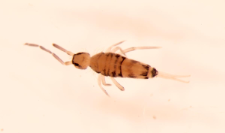 Orchesella multifasciata