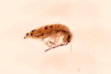 Orchesella multifasciata