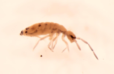 Orchesella multifasciata