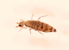 Orchesella multifasciata