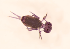 Pthenotrix setosa