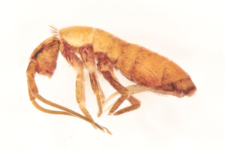 Tomocerus vulgaris