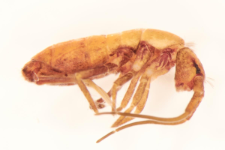 Tomocerus vulgaris