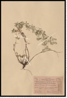 Potentilla argentea L.