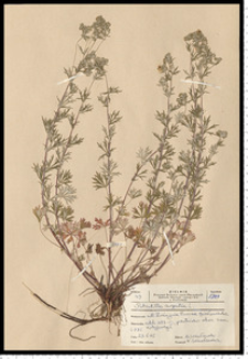 Potentilla argentea L.