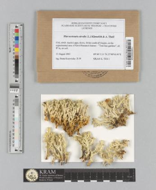 Flavocetraria nivalis (L.) Kärnefelt & A. Thell