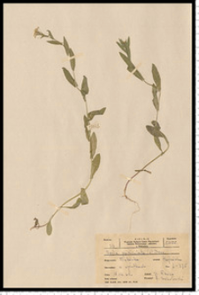 Neslia paniculata (L.) Desv.