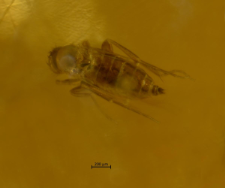 Psychodidae