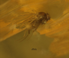 Phoridae