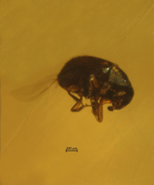 Coleoptera