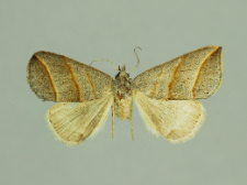 Colobochyla salicalis (Denis & Schiffermüller, 1775)