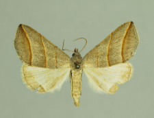 Colobochyla salicalis (Denis & Schiffermüller, 1775)