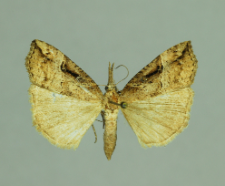 Hypena rostralis (Linnaeus, 1758)