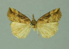 Hypena rostralis (Linnaeus, 1758)