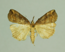 Hypena rostralis (Linnaeus, 1758)