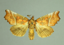 Scoliopteryx libatrix (Linnaeus, 1758)