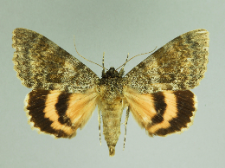 Catocala elocata (Esper, 1787)