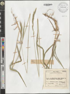 Brachypodium pinnatum (L.) P. B.