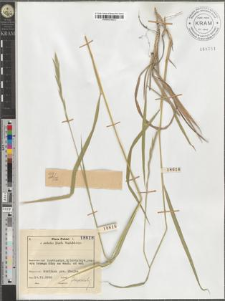 Brachypodium pinnatum (L.) P. B.