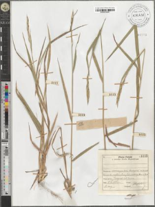 Brachypodium pinnatum (L.) P. B.