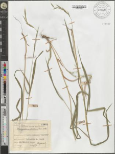 Brachypodium silvaticum Roem. et Sch.