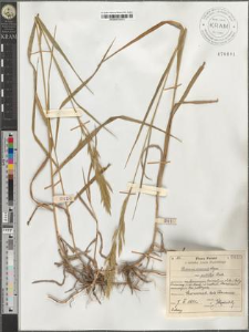 Bromus inermis Leyss. var. pellitus Beck