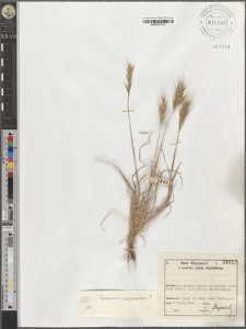 Bromus scoparius