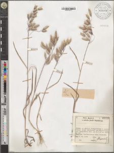 Bromus japonicus Thunb. ex Murr