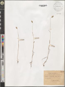 Bromus secalinus L.