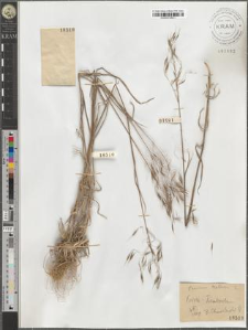 Bromus tectorum L.